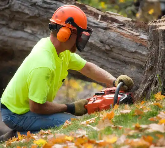 tree services Brewster